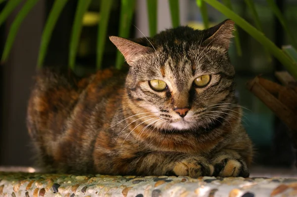 En katt med skarp syn — Stockfoto