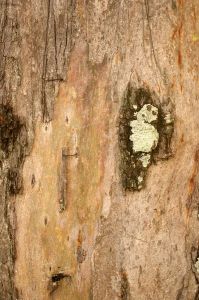Dettagli della corteccia dell'albero — Foto Stock