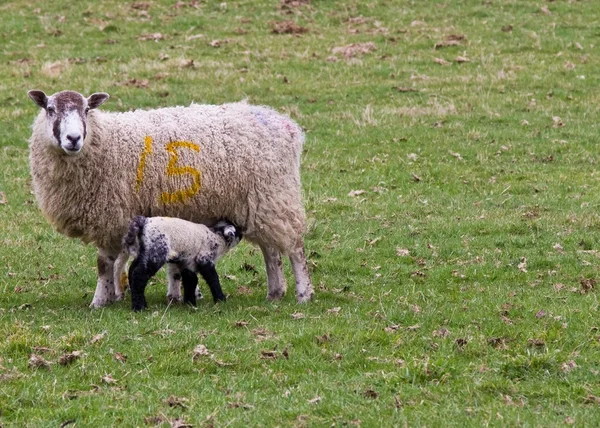 Bébé agneau alimentation à partir de maman — Photo