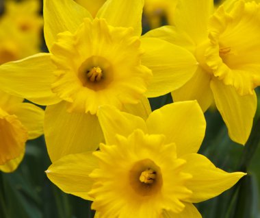 Beautiful spring daffodils clipart