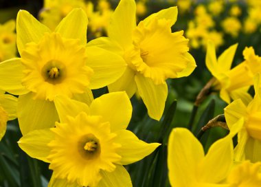 Beautiful spring daffodils clipart