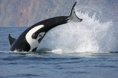 Killer whale hunting clipart