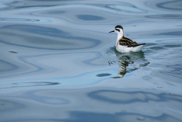 stock image Water Bird