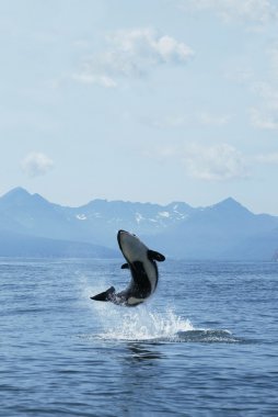 Killer whale joy clipart