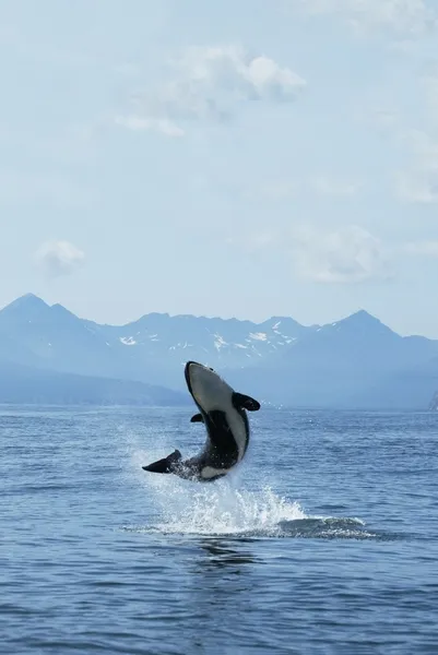 Killer whale joy Royalty Free Stock Images