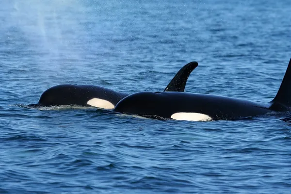 Δύο φάλαινες δολοφόνων Φωτογραφία Αρχείου