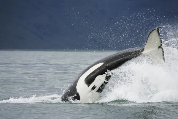 Killer Whale Hunting Salmon Northwest Pacific Kamchatka — Stock Photo, Image