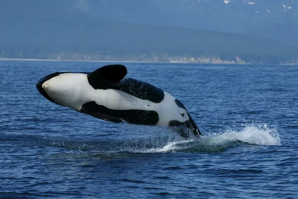 Killer whale breaching Royalty Free Stock Photos