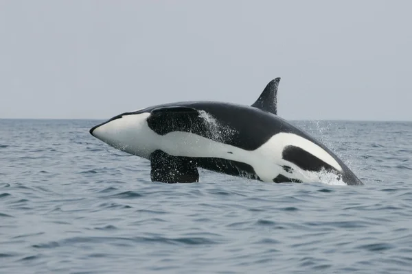 Balena Assassina Fare Salto Alto Immagine Stock