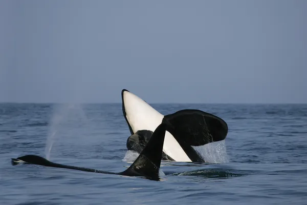 Двоє вбивць китів самців — стокове фото