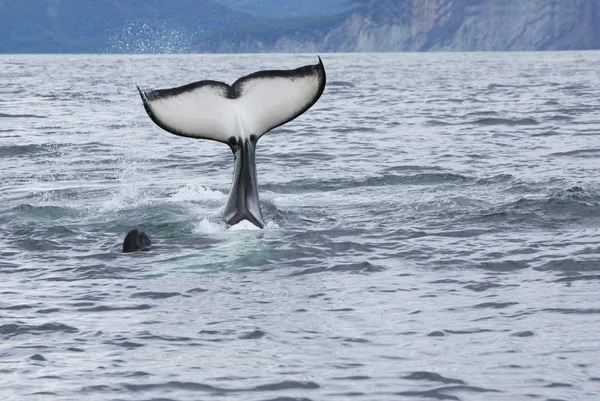 Φάλαινα Δολοφόνος Στην Άγρια Εμφάνιση Του Ουραίου Πτερυγίου Εικόνα Αρχείου