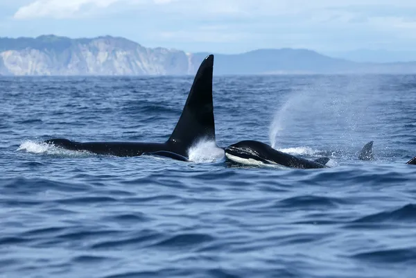 함께 여행 하는 범 고래 가족 스톡 사진