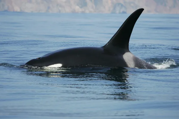 Νεαρή Φάλαινα Δολοφόνος Αρσενικό Στην Άγρια Φύση Φωτογραφία Αρχείου