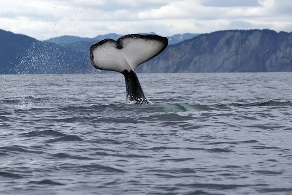 キラー クジラの尾 — ストック写真