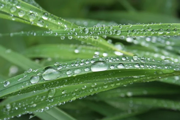 stock image Drops on the grass