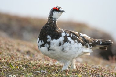 Rock ptarmigan clipart