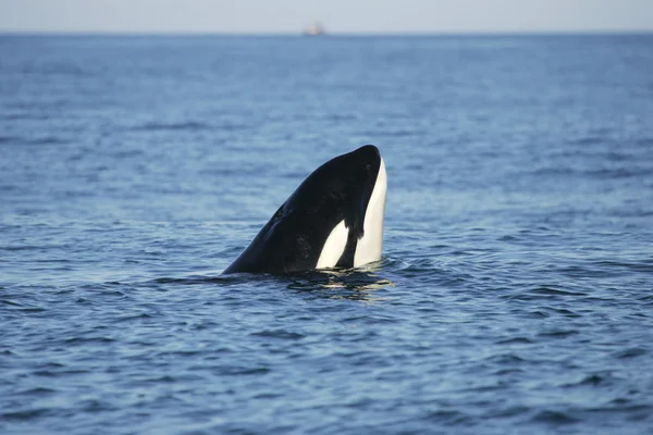 Killer whale whatching — Stock Photo, Image