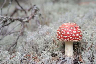 Fly agaric clipart