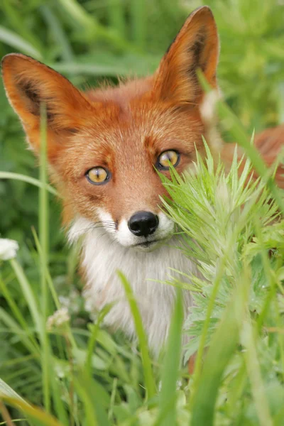 stock image Fox portrait