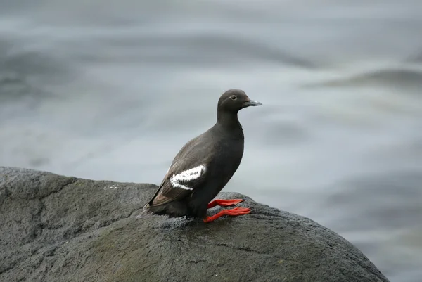 Lonely pigeon guillemot Royalty Free Stock Photos