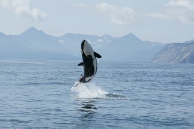 Killer whale high jump clipart