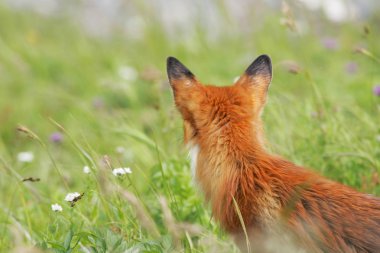 Fox in the meadow clipart