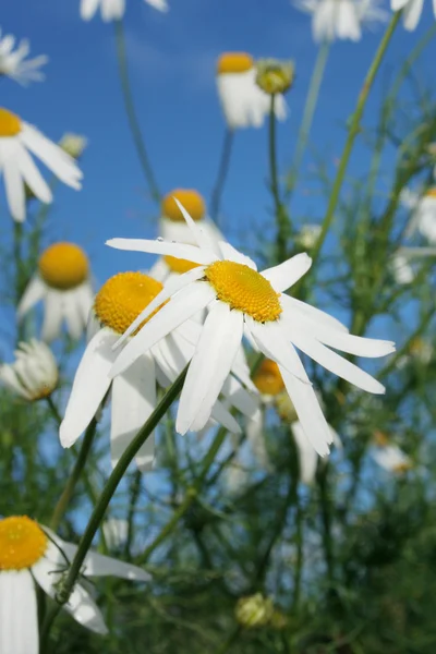 Field of white daisies — Stock Photo, Image