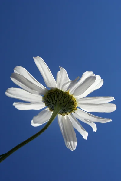 Shinning daisy flower and deep blue sky background — Stock Photo, Image
