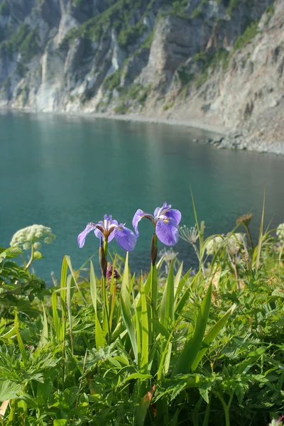 süsen çiçeklenme yaz
