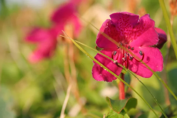 ormangülü Pembe çiçek
