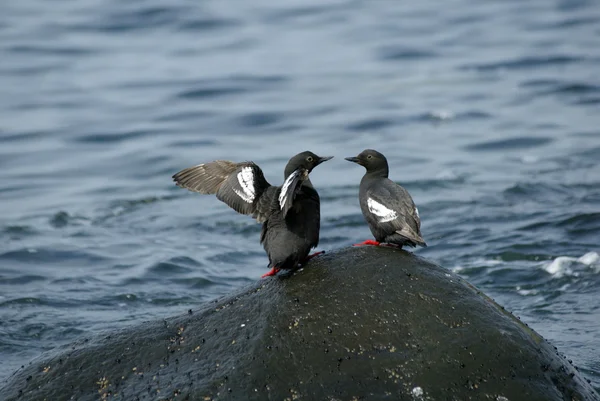 Two pigeon guillemots — Stock Photo, Image