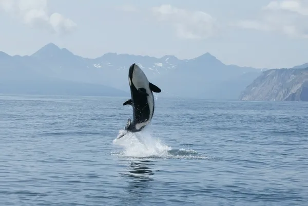 Killer whale high jump Stock Photo