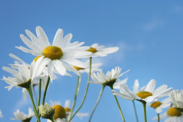 Daisies és a kék ég, a háttérben Stock Fotó