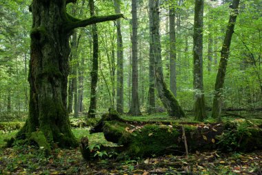 Moss wrapped part of broken hornbeam lying clipart