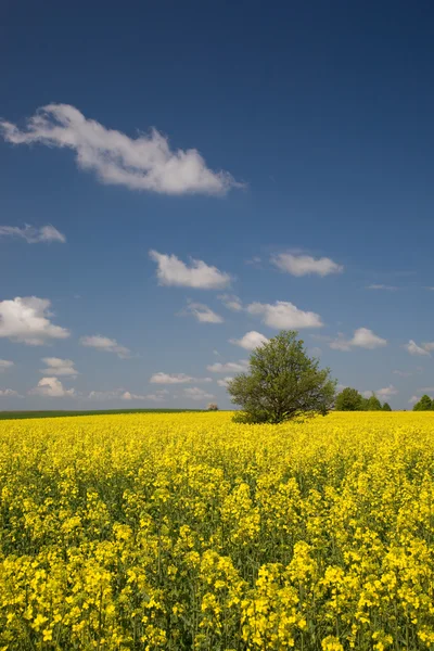 Желтое поле изнасилования и одинокое дерево — стоковое фото