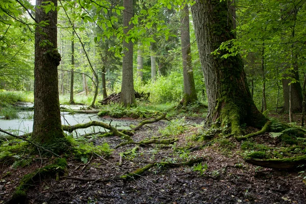 Летний лесной пейзаж со старыми деревьями и водой — стоковое фото