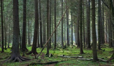 bialowieza orman iğne yapraklı stand