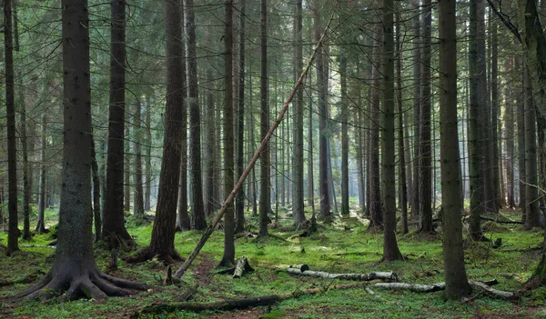 Coniferous stand of Bialowieza Forest — Stock Photo, Image