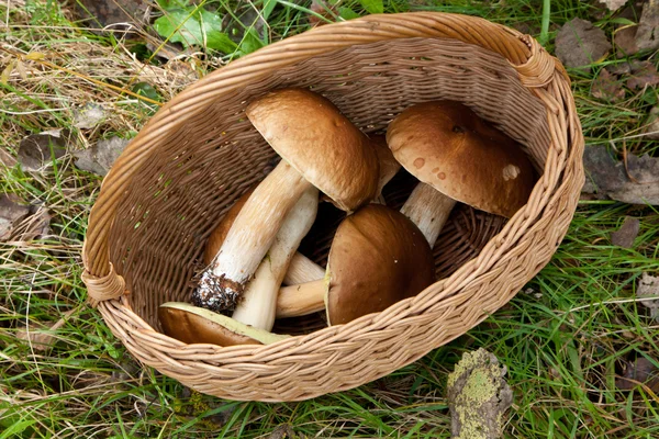 stock image Top view of basket with some edible mushrooms