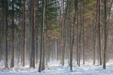 Young oak tree stand in winter with mist