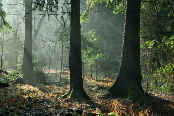 Misty autumnal coniferous stand — Stock Photo, Image
