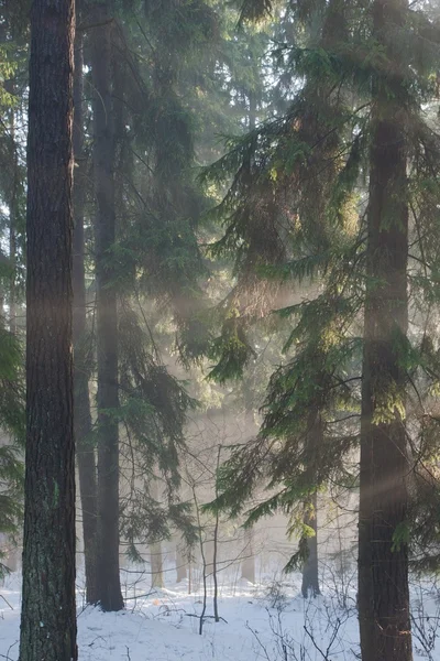 stock image Winter landscape of coniferous stand with sunbeams entering misty forest