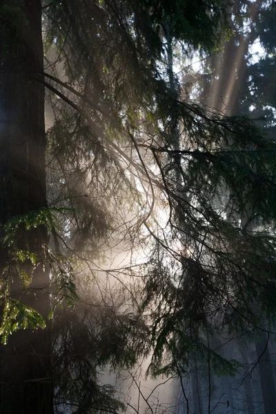 stock image Morning sunlight shinnig through coniferous branches