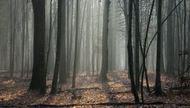 Early springtime deciduous stand landscape with mist and sun with dry leaves lying clipart