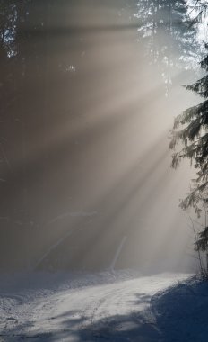 Misty forest in winter clipart