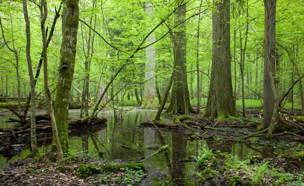 stock image Springtime wet deciduous stand forest with standing water and dead trees partly declined lying under