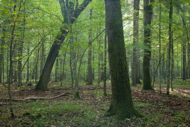 Deciduous mainly stand with some old trees and old mossy oak in foreground clipart