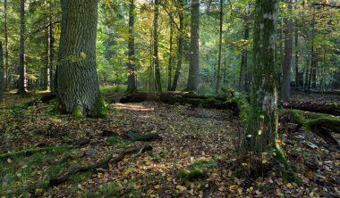 Autumn forest landscape with broken trees strictly nature protection area of Bialowieza National Park clipart