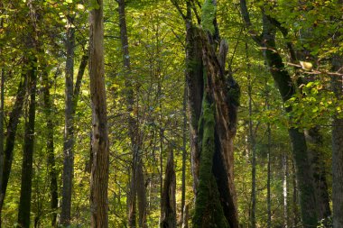 bialowieza Ormanı'nın doğal özellikle yaprak döken stand