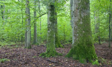 Old moss wrapped oak against younger trees clipart